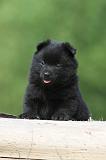 SCHIPPERKE 566